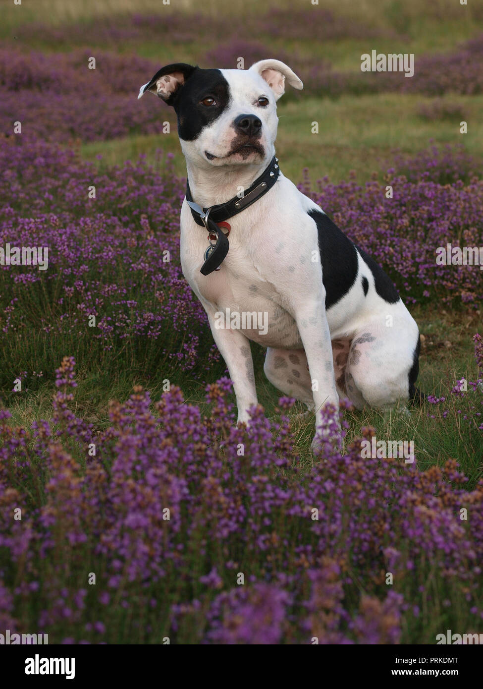 A black and white dog sits in purple heather. Stock Photo