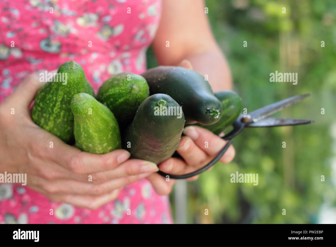 Cucumis sativus. Freshly harvested 'Marketmore' and 'Delikate' cucumbers in an English garden, UK Stock Photo