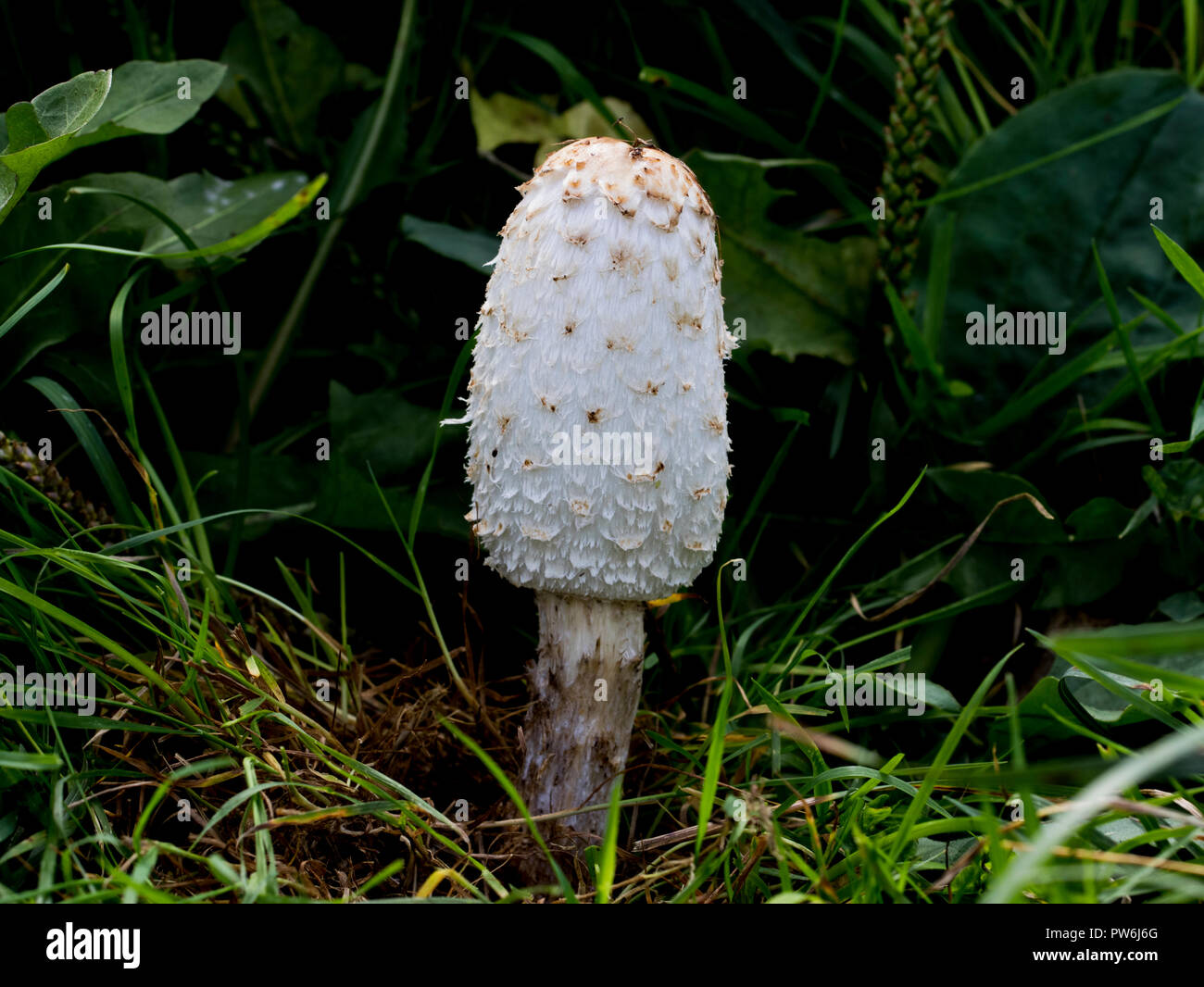 Young Shaggy ink cap mushroom growing in tall grass. Choice edible white mushroom found in the wild. Healthy organic ingredient. Stock Photo