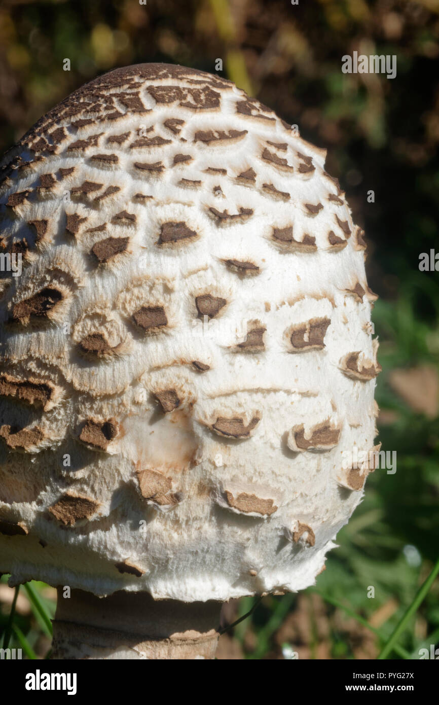 Parasol Mushroom - Macrolepiota procera  Closeup of unopened cap Stock Photo