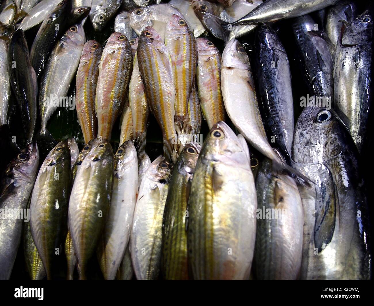 Photo of fresh short mackerel or alumahan in containers at a wet market Stock Photo