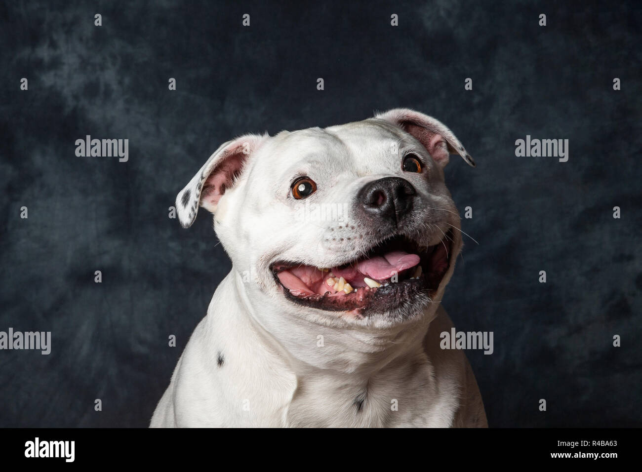 A male Staffordshire Bull Terrier pictured against a studio back drop, He is aged around 8 Years old. His name is Harvey Stock Photo