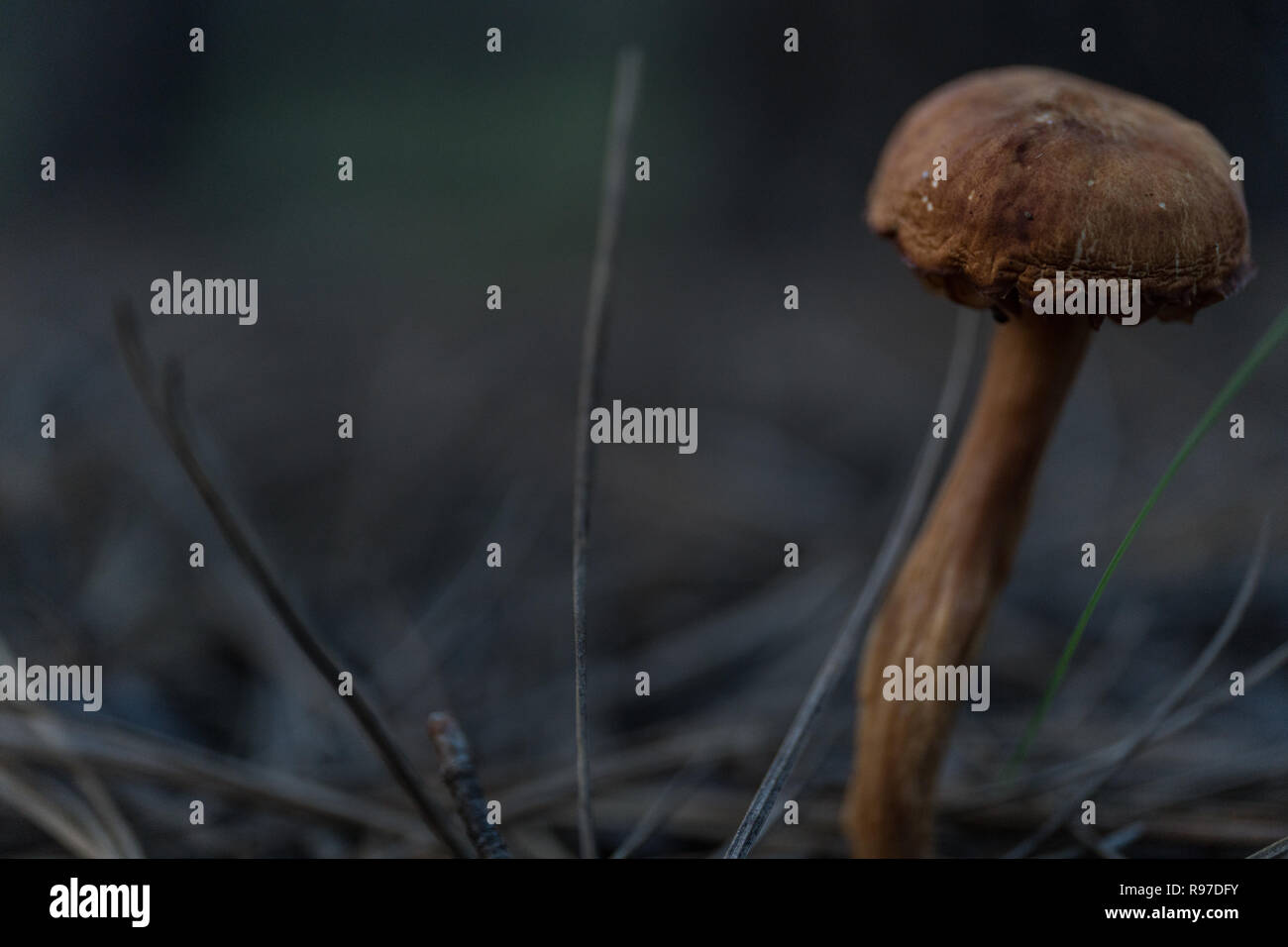 Tall mushroom by side Stock Photo