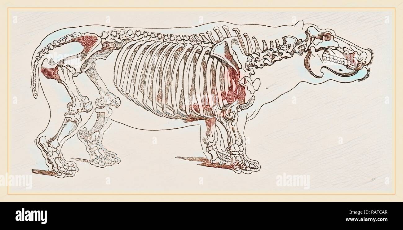 Skeleton of hippopotamus. Reimagined by Gibon. Classic art with a modern twist reimagined Stock Photo