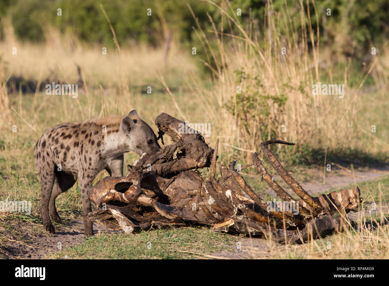 Spotted hyene, Crocuta crocuta, act as both scavengers and hunters in the savanna flood plains of the Linyanti River in northern Botswana. When flood  Stock Photo