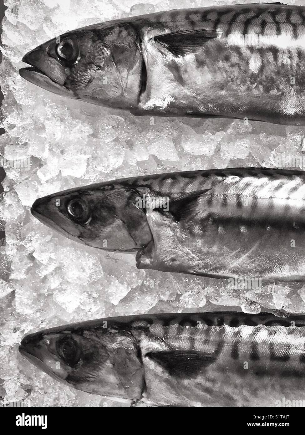 Fresh fish on ice- mackerel Stock Photo