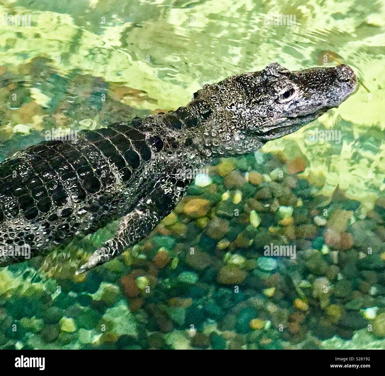 Chinese alligator swimming in pool Stock Photo