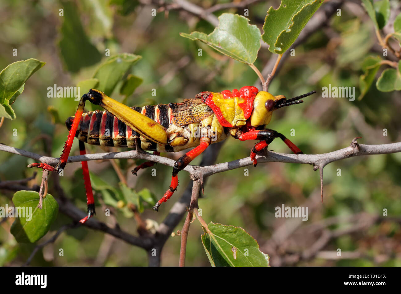 Poisonous milkweed locust (Phymateus spp.) on a plant, South Africa Stock Photo