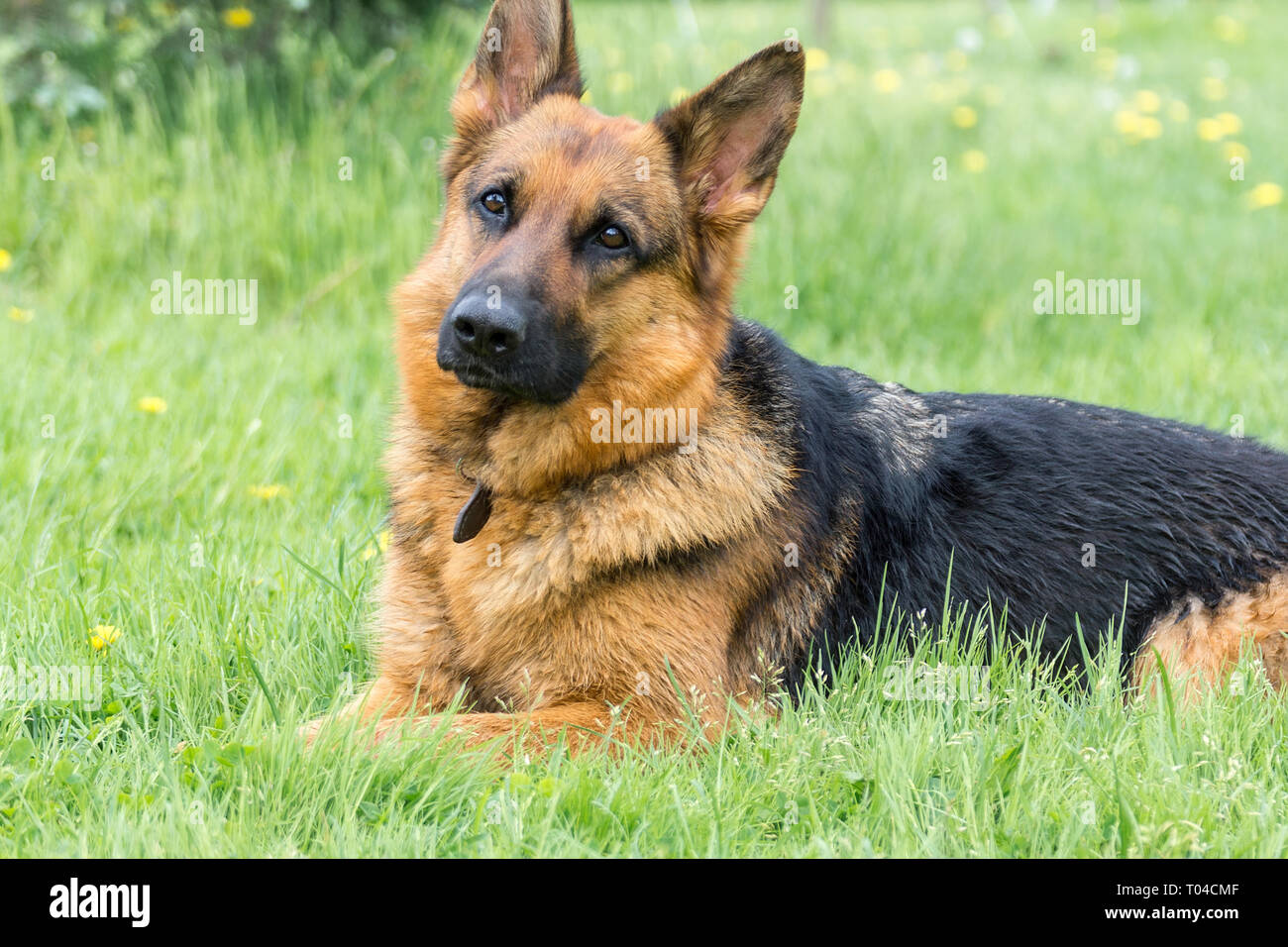 Dog sitting on the grass in the Park Stock Photo