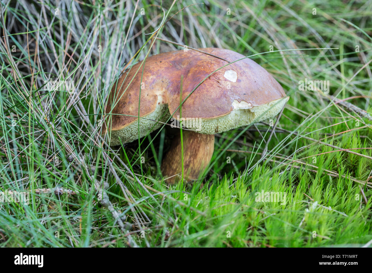 Mushroom with cap in the tall gras Stock Photo