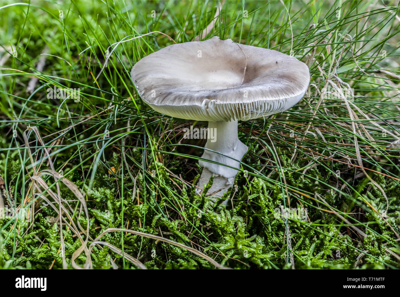 Mushroom with cap in the tall gras Stock Photo