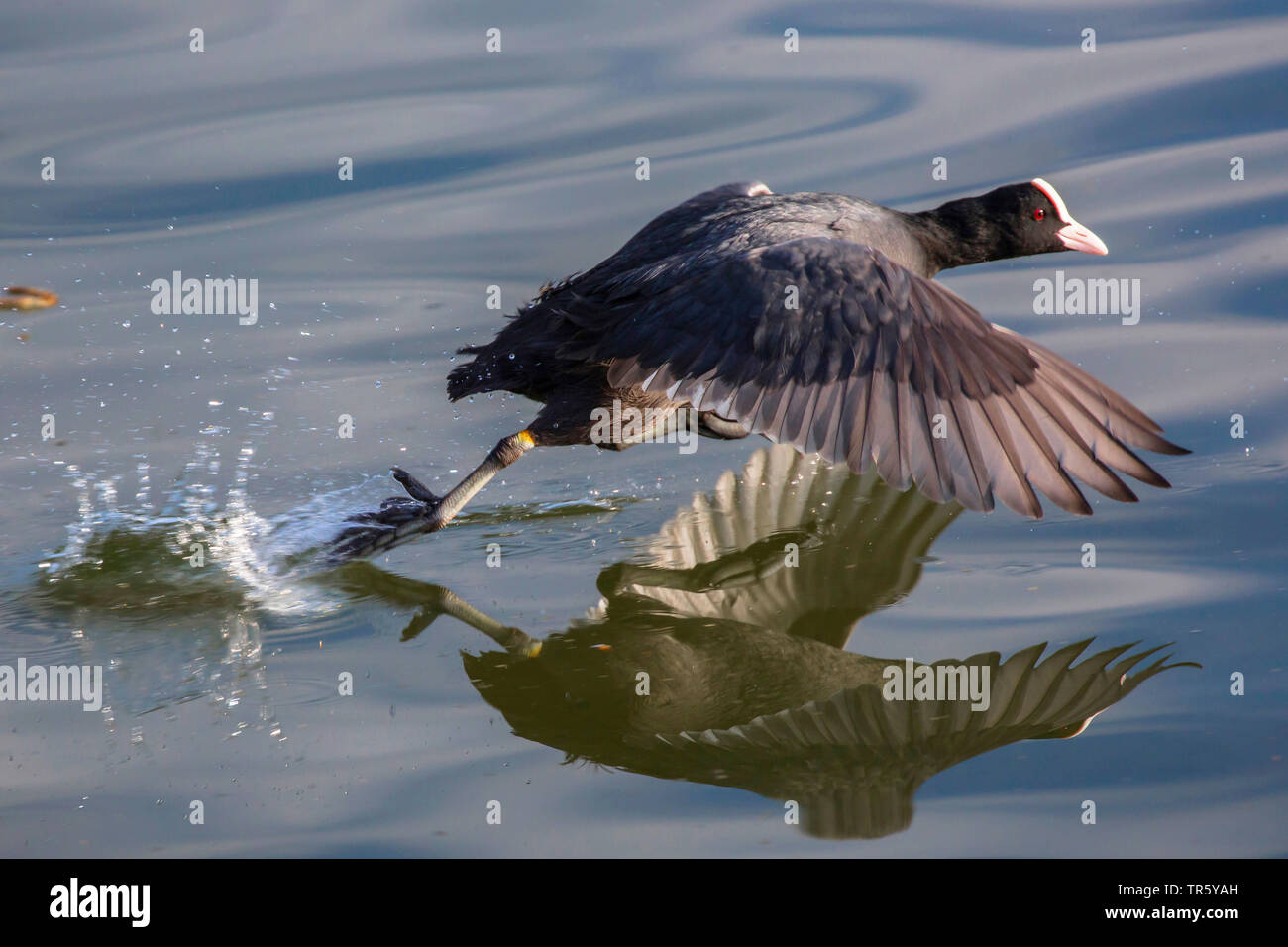 black coot (Fulica atra), running scared over the water surface, side view, Germany, Bavaria, Oberbayern, Upper Bavaria Stock Photo