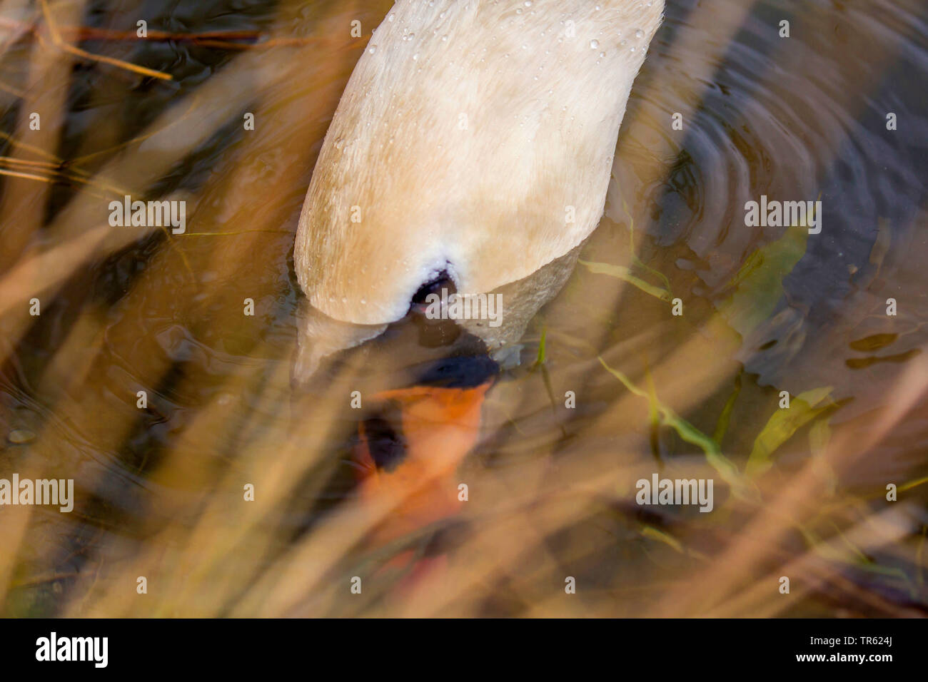 mute swan (Cygnus olor), finding food underwater, Germany, Bavaria Stock Photo