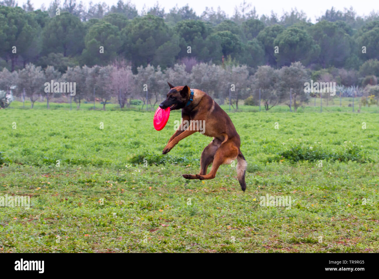 The dog training that catches frisbee with his mouth Stock Photo