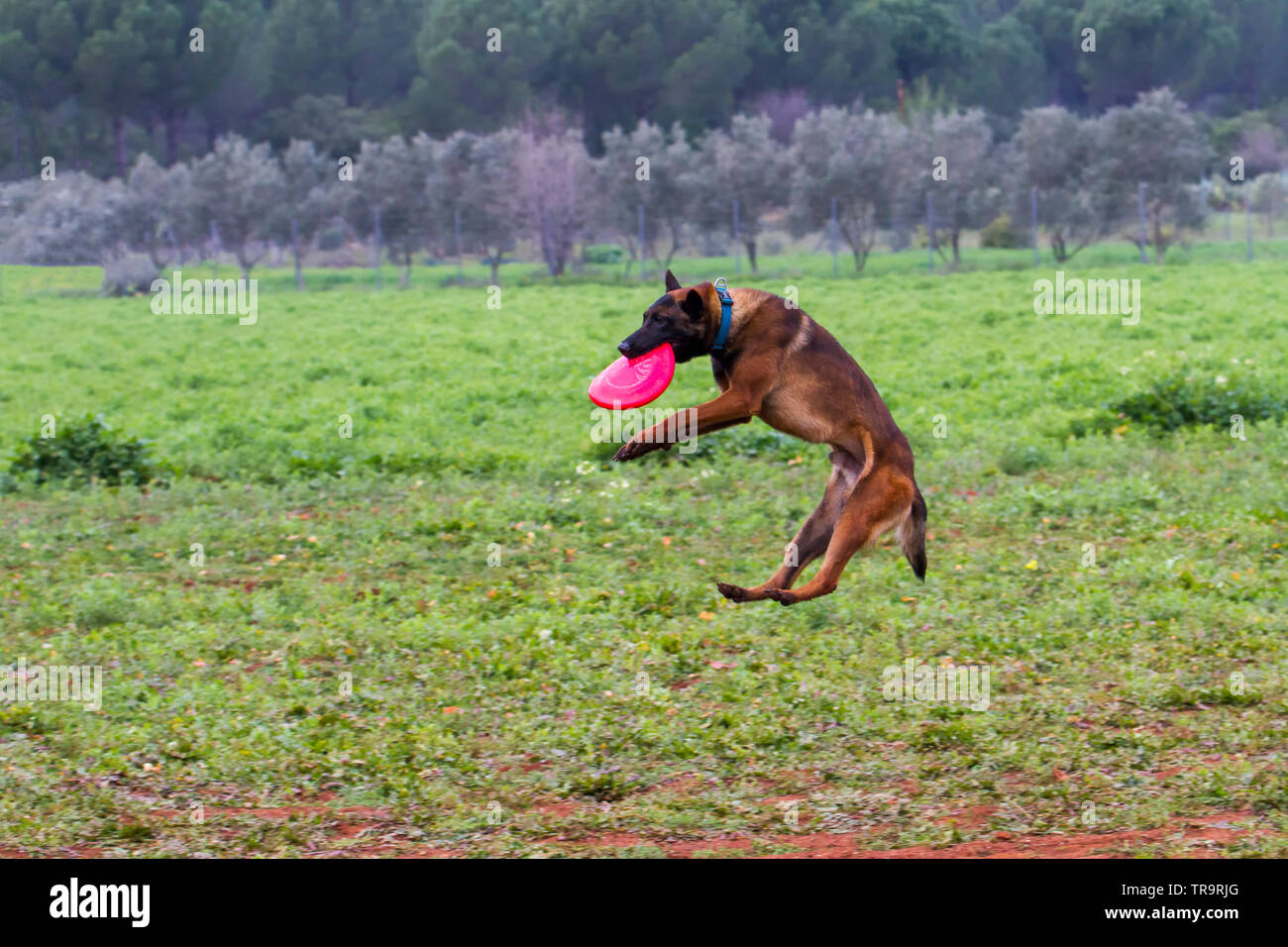 The dog training that catches frisbee with his mouth Stock Photo