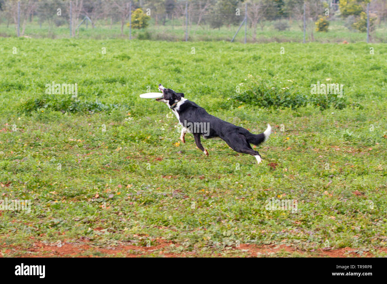 The dog training that catches frisbee with his mouth Stock Photo