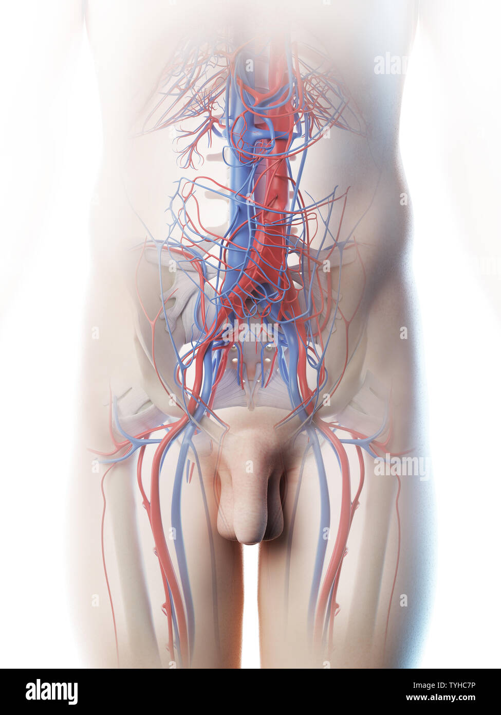 3d rendered illustration of a mans abdominal blood vessels Stock Photo