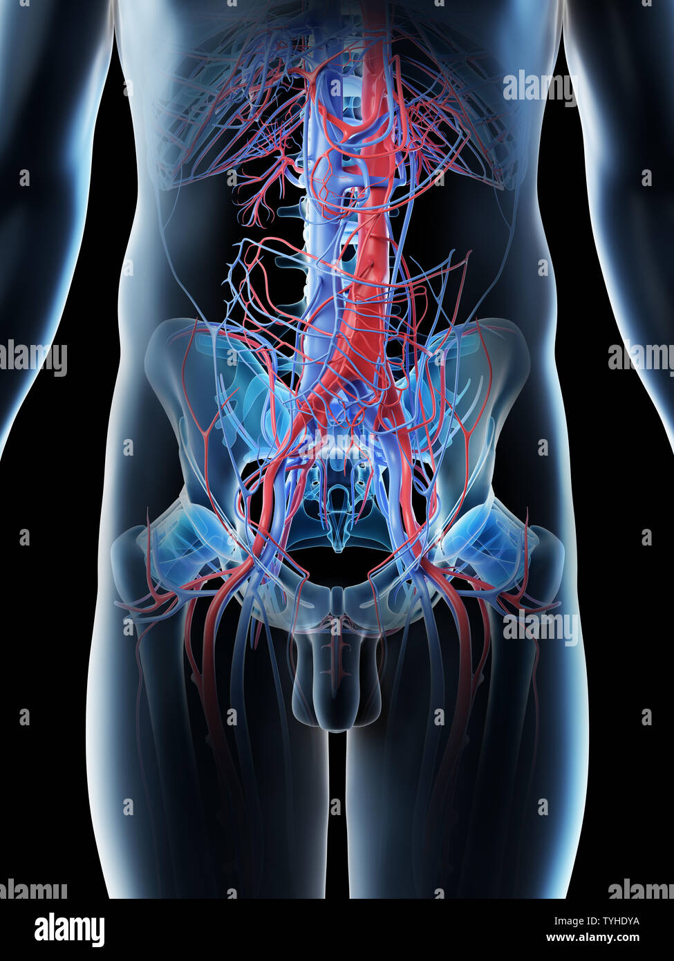 3d rendered illustration of a mans abdominal blood vessels Stock Photo