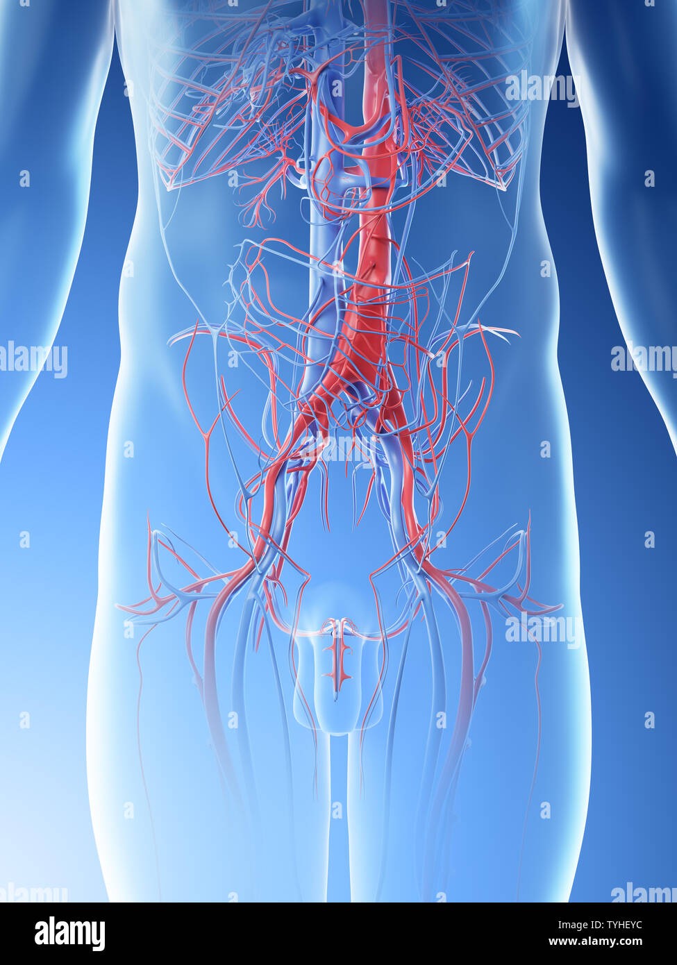 3d rendered illustration of a mans abdominal blood vessels Stock Photo