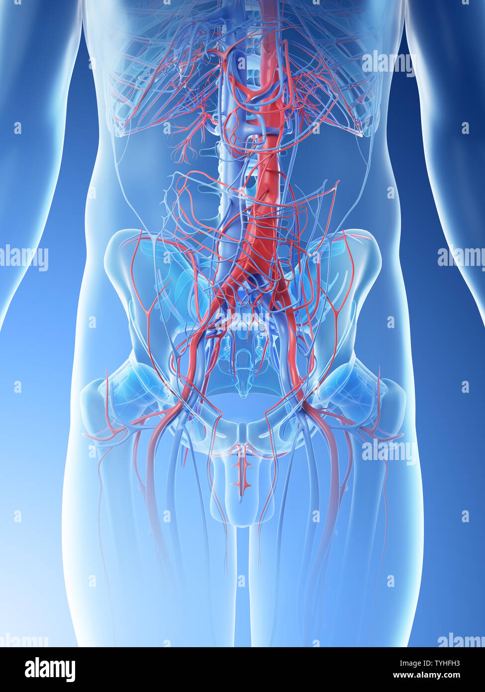 3d rendered illustration of a mans abdominal blood vessels Stock Photo