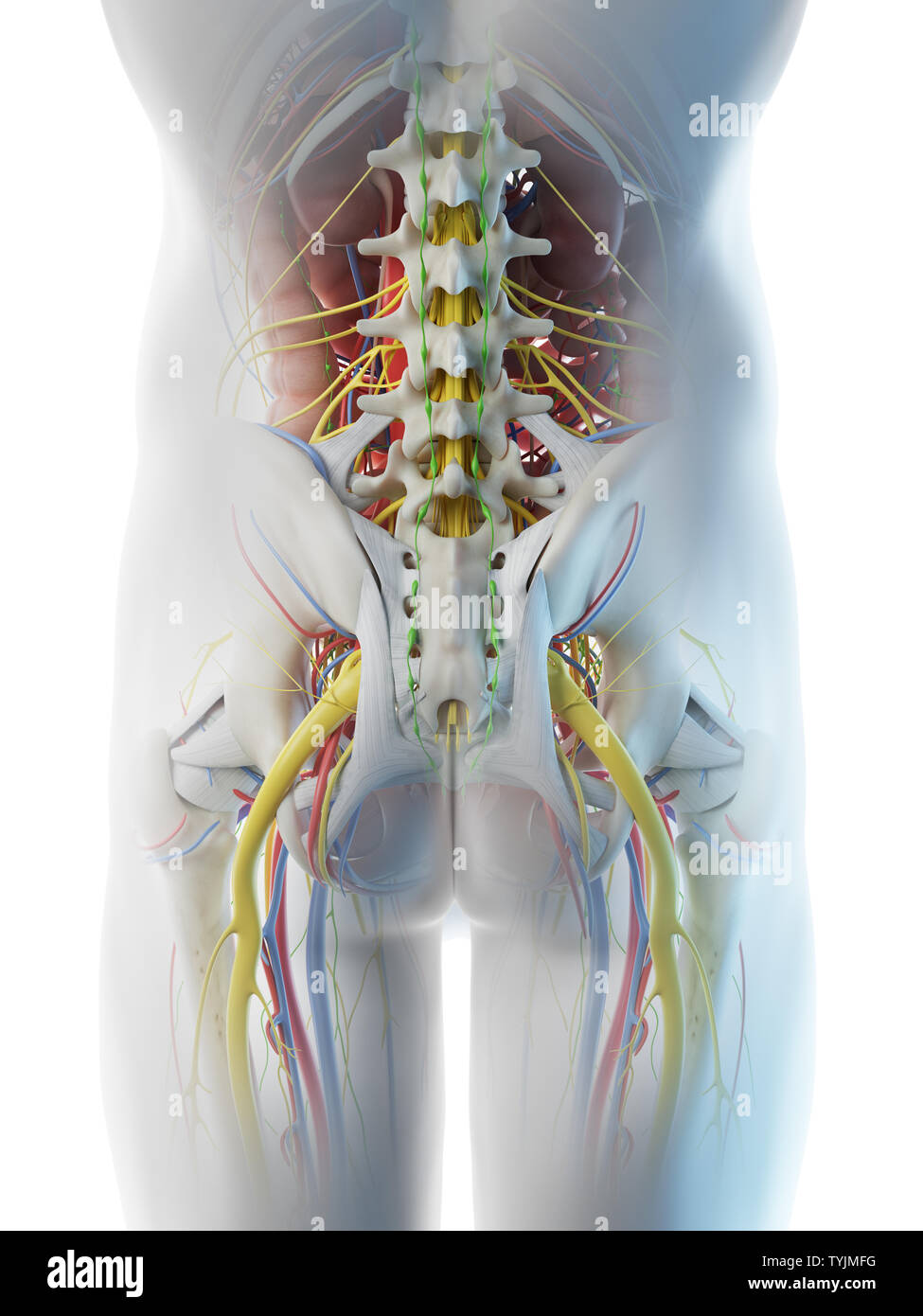 3d rendered illustration of a mans anatomy of the pelvis Stock Photo