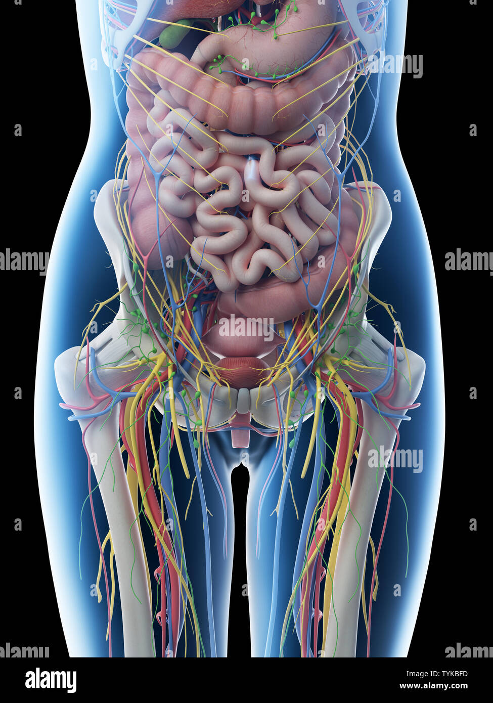 3d rendered illustration of a females abdominal anatomy Stock Photo