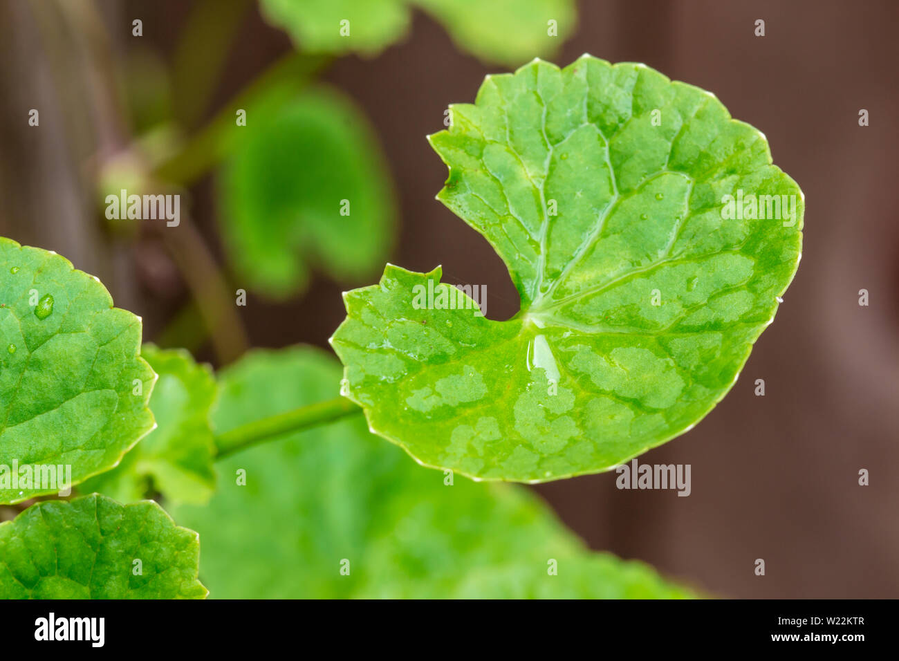 gotu kola leaves Stock Photo