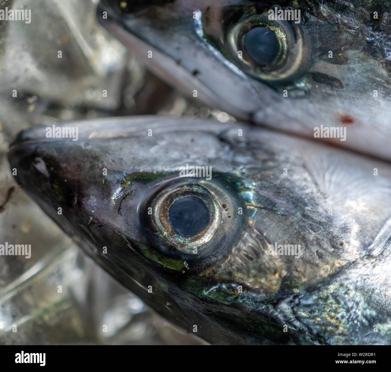 head and big eye of a dead fresh mackerel, scientific name Scomber scombrus, fish Stock Photo