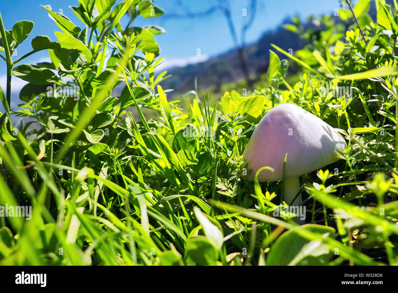 a small cream-colored mushroom in the middle of a green meadow, it has a cap shape and a smooth surface and resembles a wild meadow mushroom. The sun Stock Photo