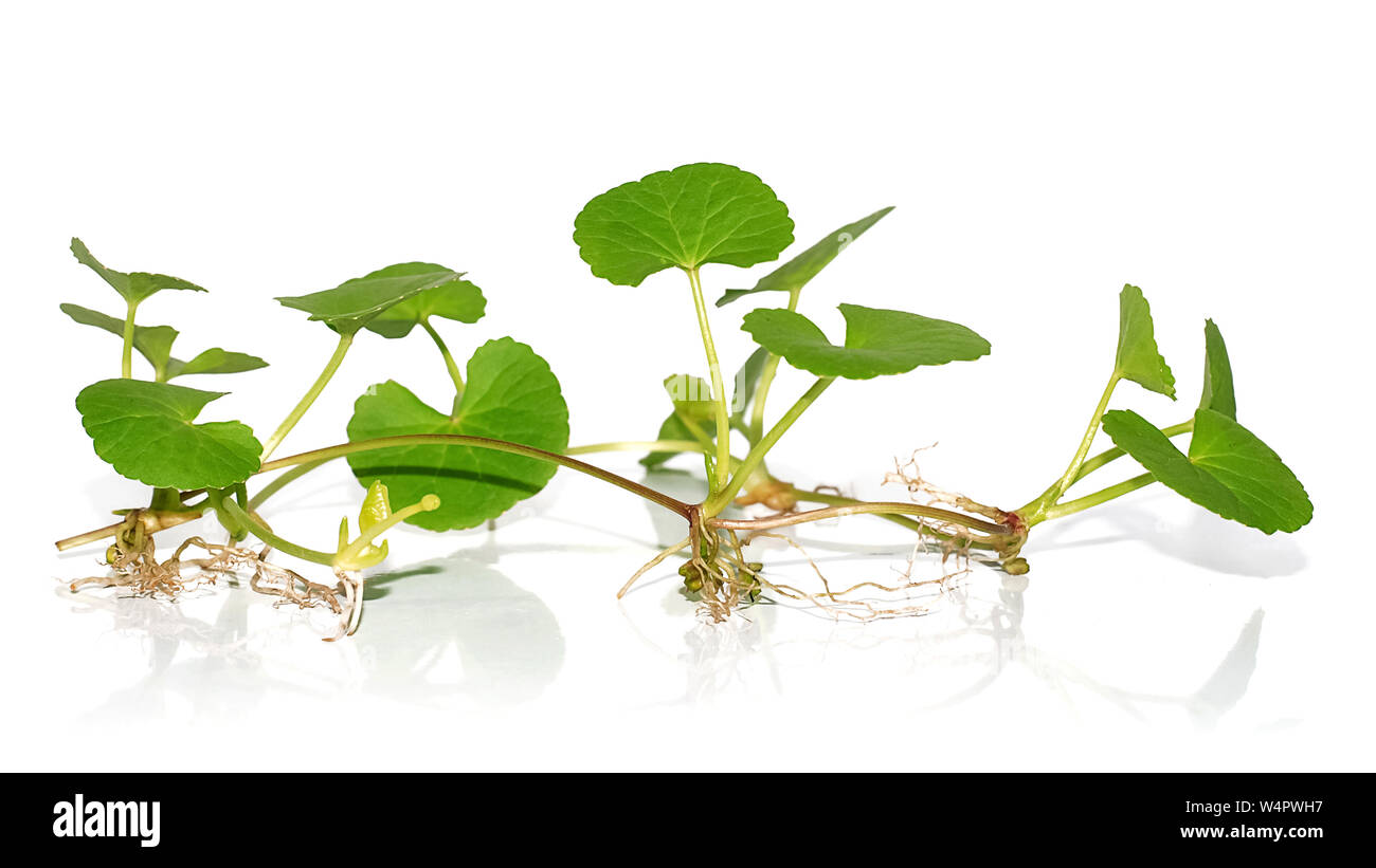 Centella asiatica plant isolated on white background Stock Photo