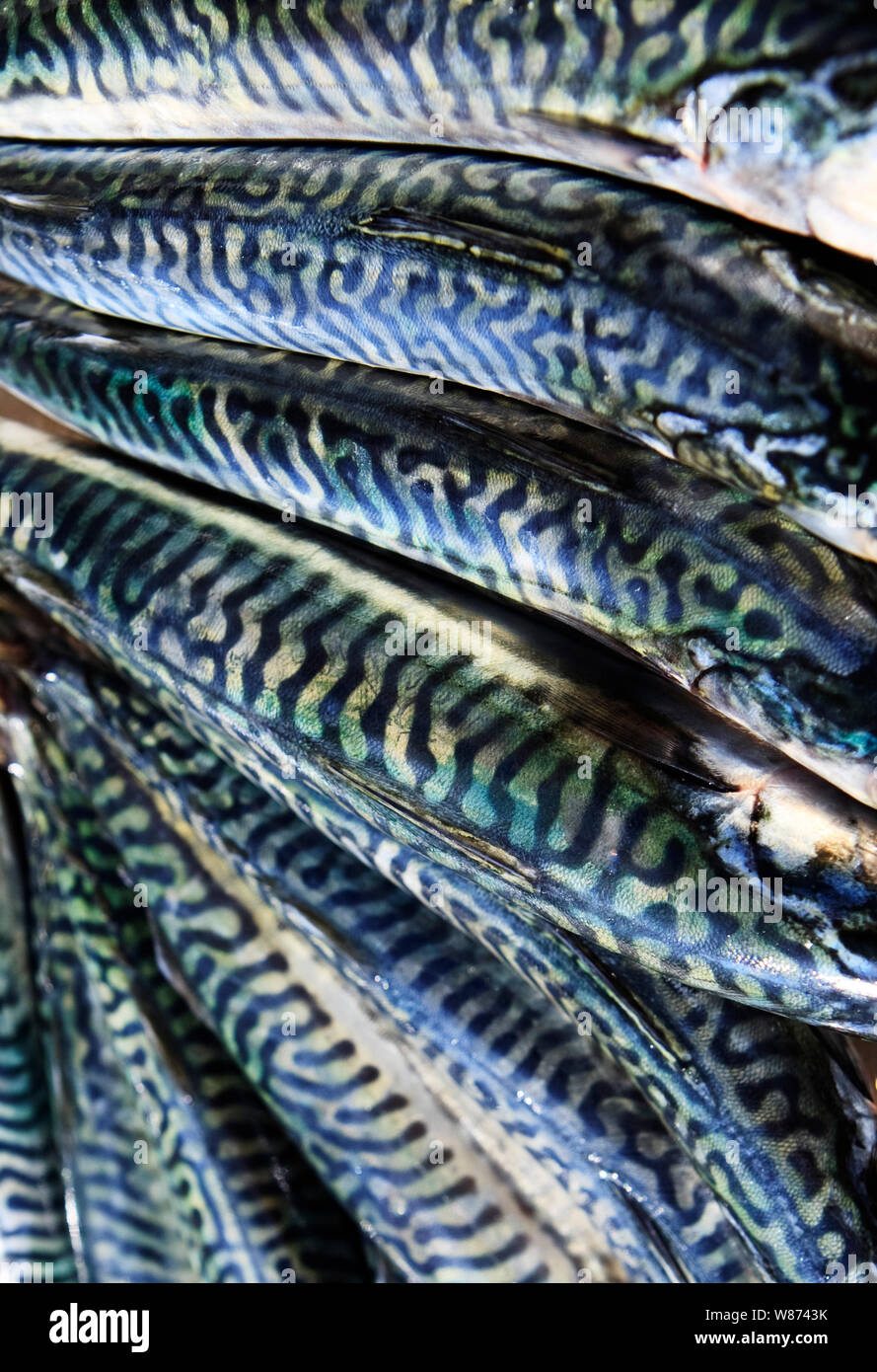 fresh mackerel full frame Stock Photo