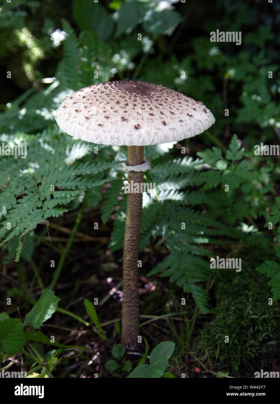 The Parasol Mushroom, Macrolepiota procera Stock Photo