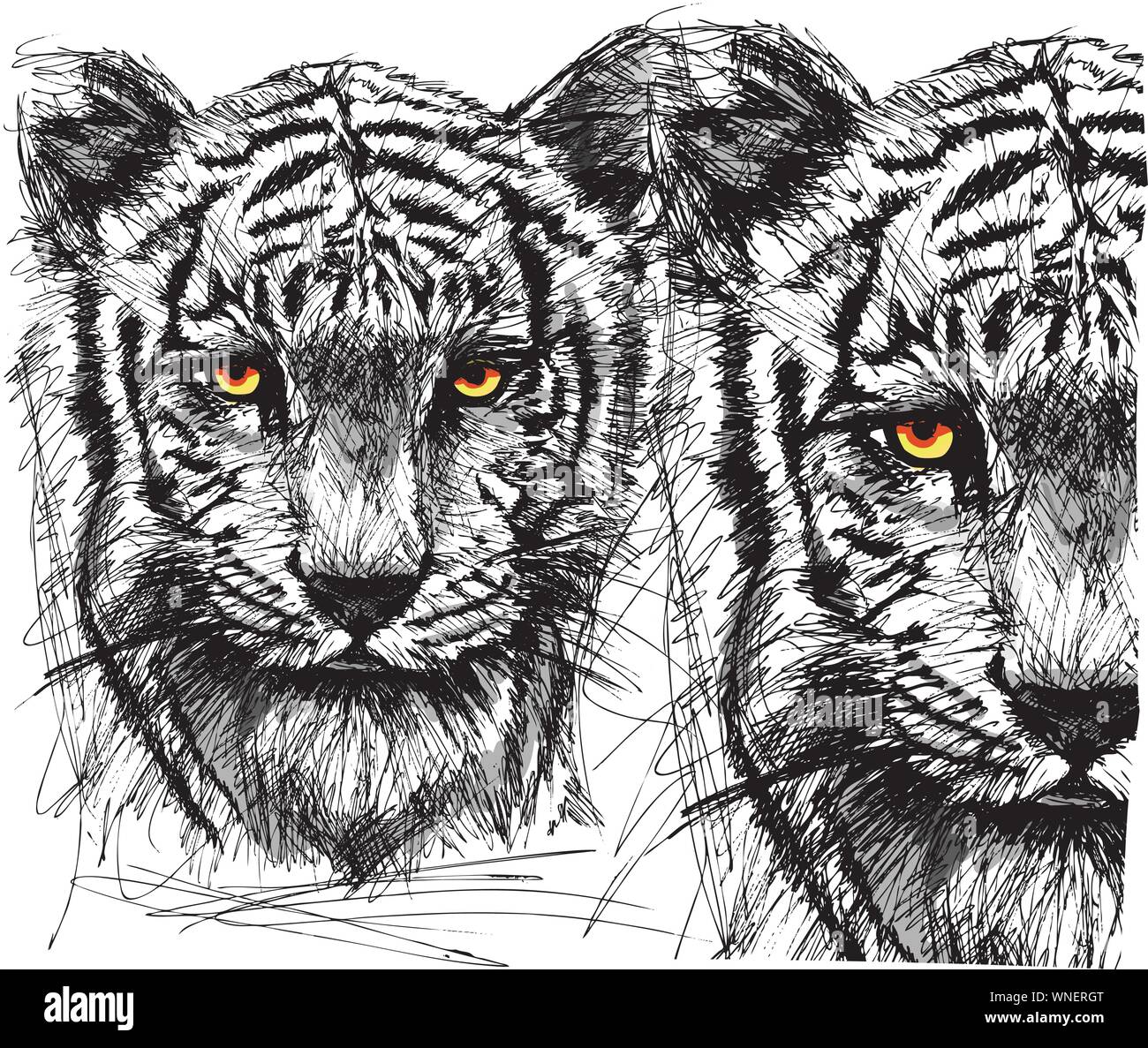 Sketch of white tiger Stock Vector