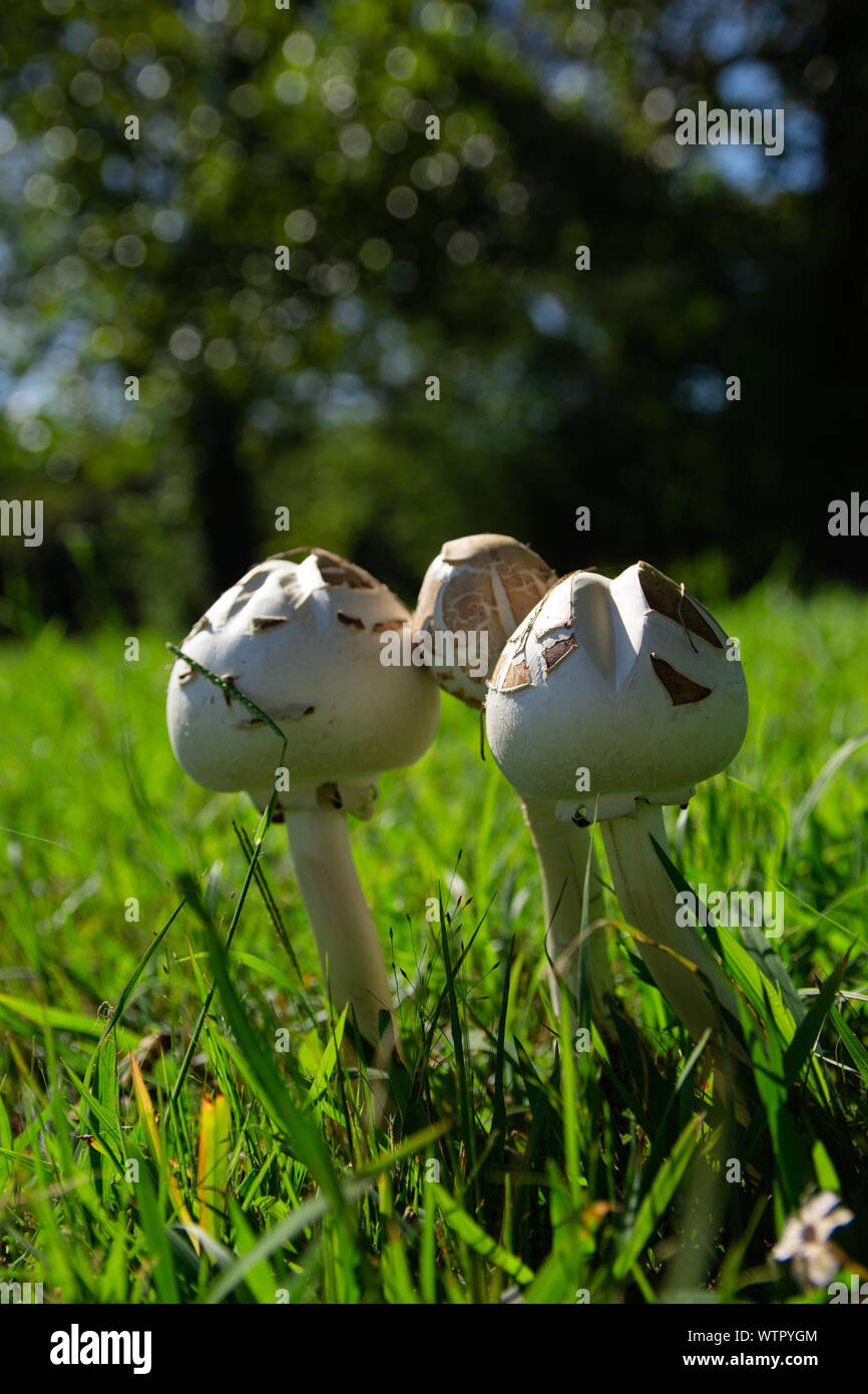 Week old mushrooms surrounded by cut grass. Stock Photo