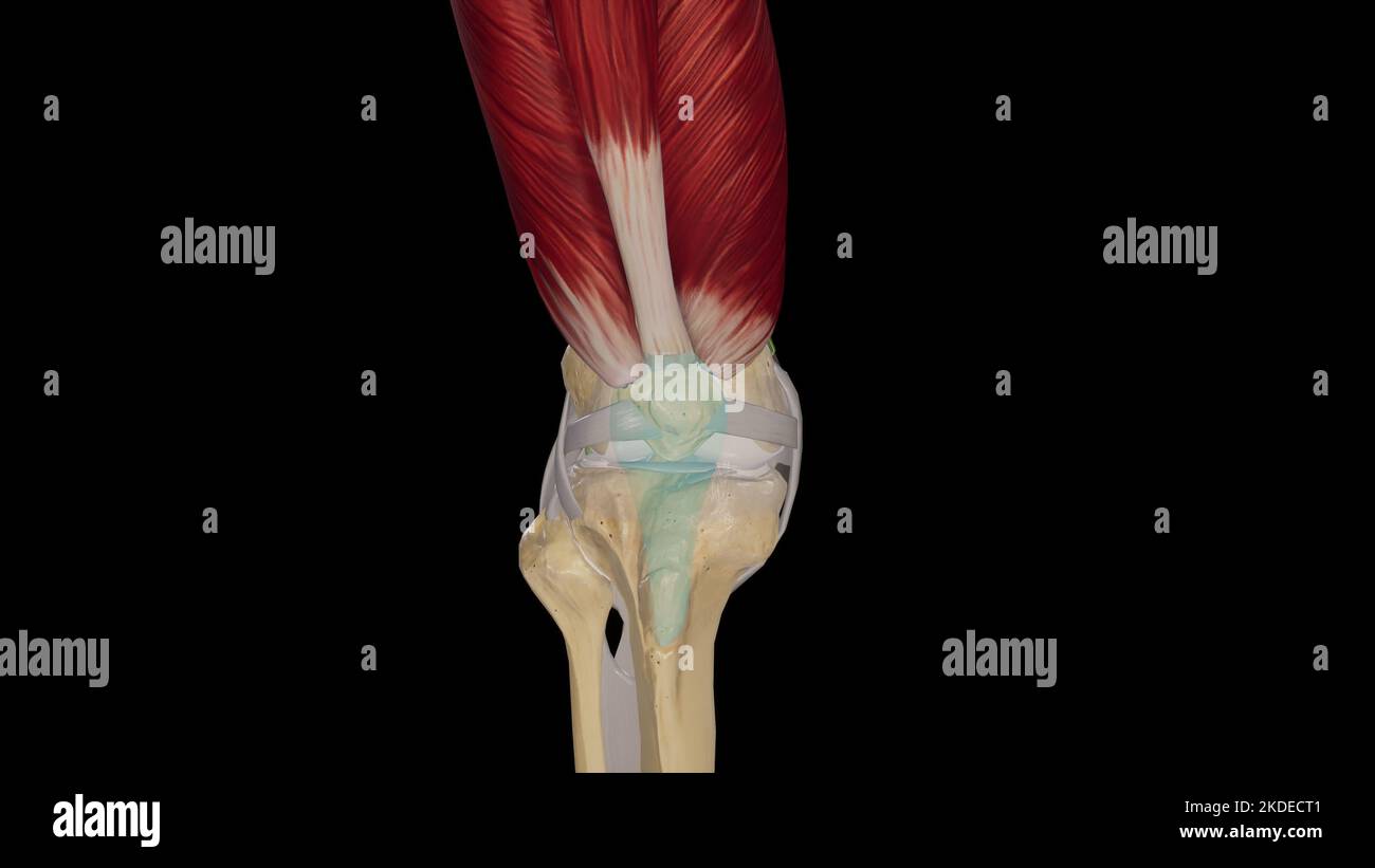 Kniegelenk Stockfoto