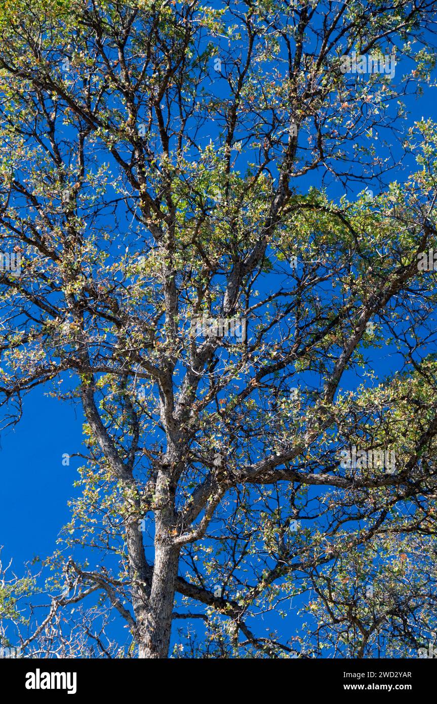 Forêt sierra nationale Banque de photographies et d’images à haute ...