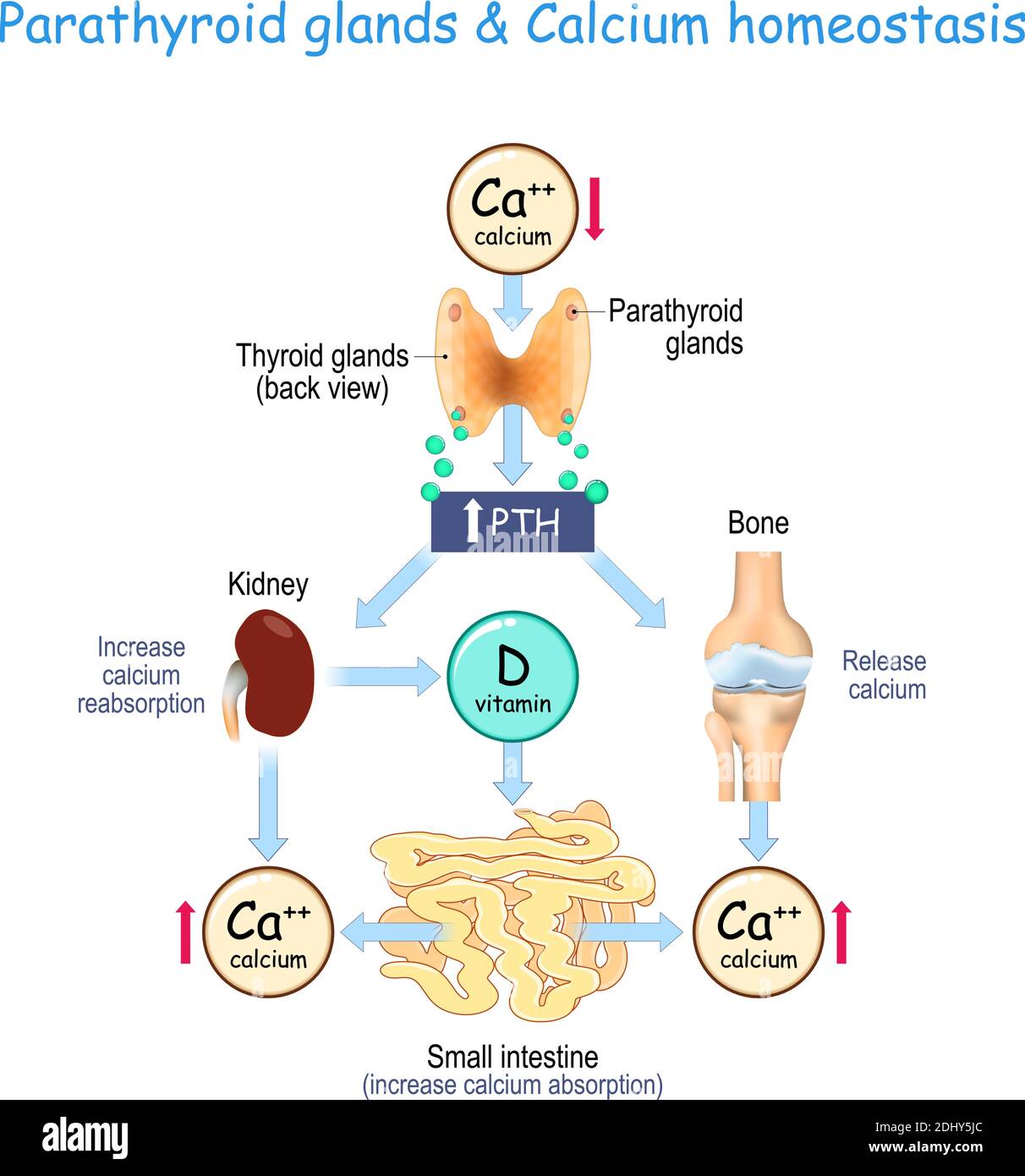 Vitamina D, e omeostasi di calcio. Paratormone (PTH) secreto dalle ghiandole paratiroidee che si trovano sul retro della ghiandola tiroidea Illustrazione Vettoriale