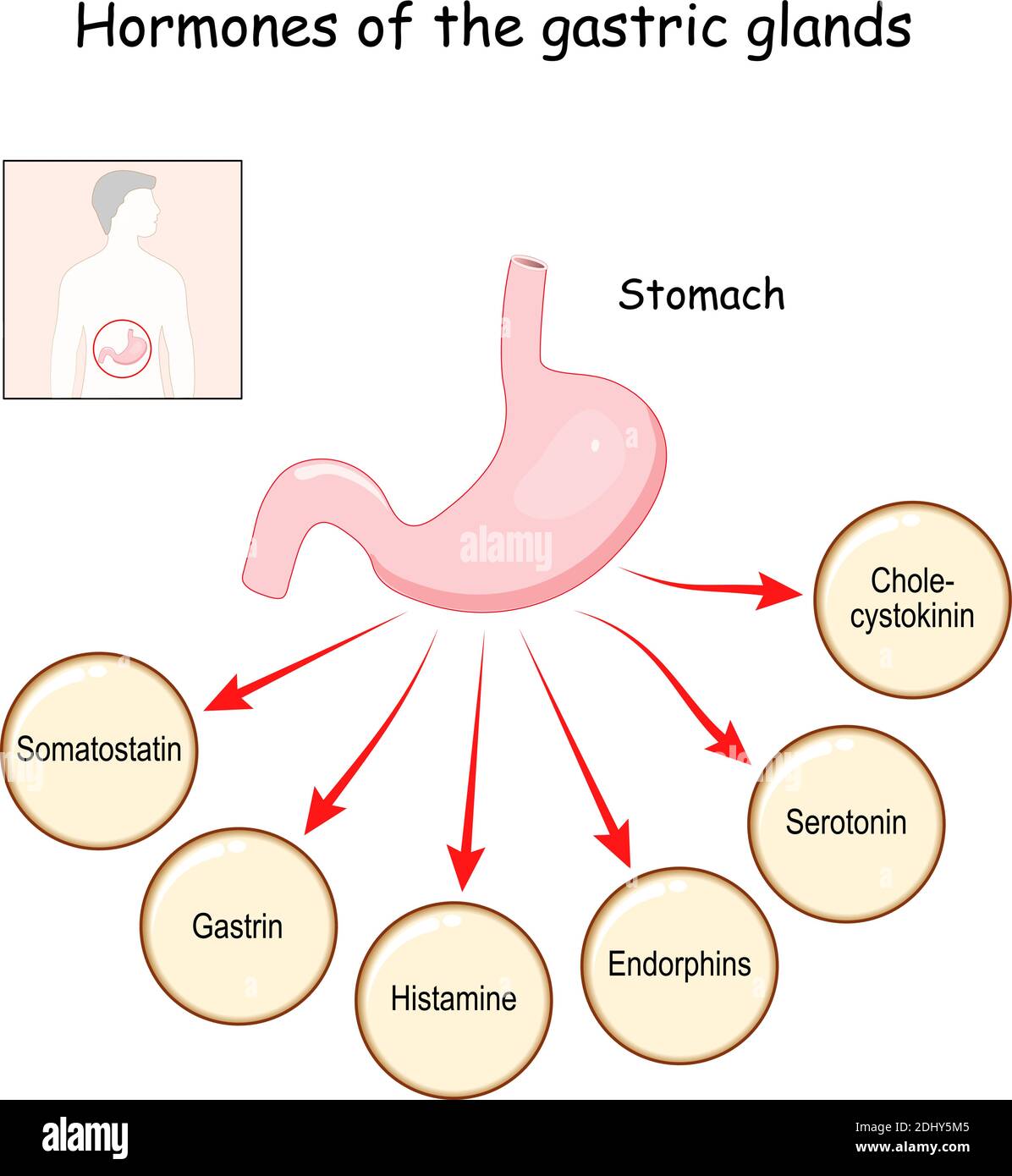 Ormoni delle ghiandole gastriche (colecistochinina, serotonina, endorfine, istamina, gastrina, somatostatina). Stomaco. Sistema endocrino umano. Vettore Illustrazione Vettoriale