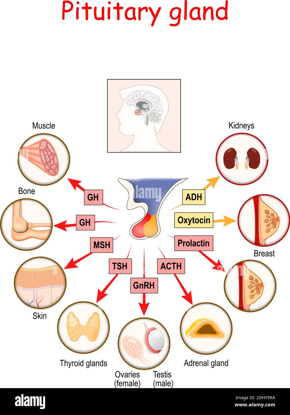 ormoni della ghiandola pituitaria. I due lobi, anteriore e posteriore, funzionano come ghiandole indipendenti. Anatomia della ghiandola pituitaria. Diagramma vettoriale Illustrazione Vettoriale