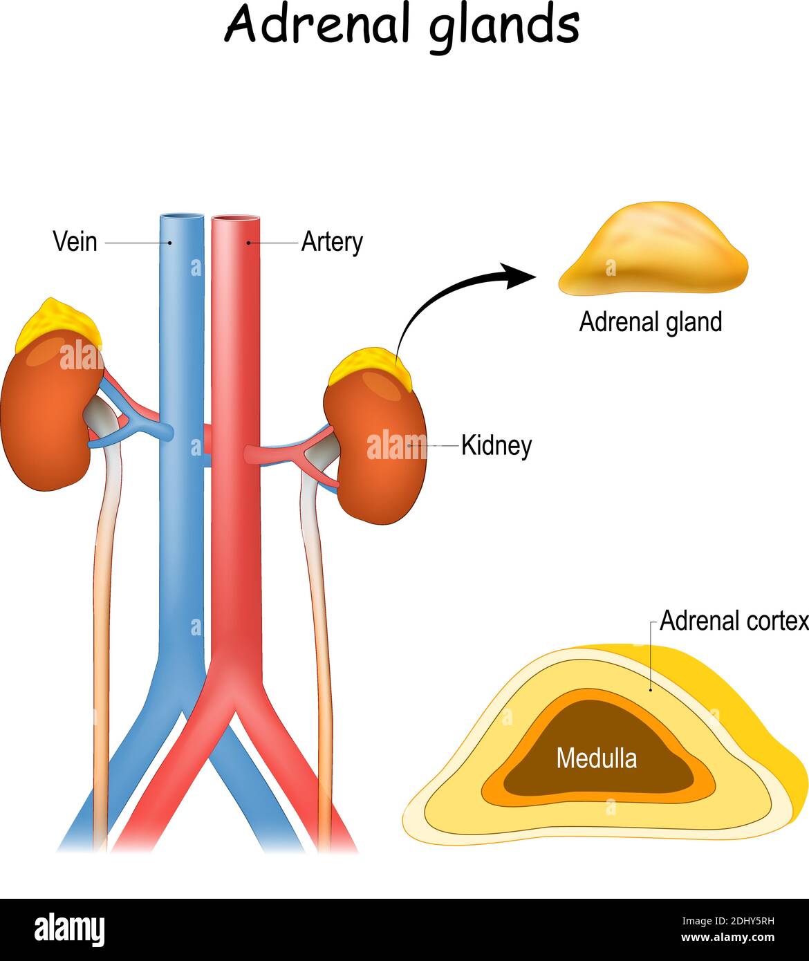 Anatomia delle ghiandole surrenali. Rene e uretere, aorta e vena cava inferiore. Struttura e sezione trasversale delle ghiandole soprarenali. Sistema endocrino. Illustrazione Vettoriale