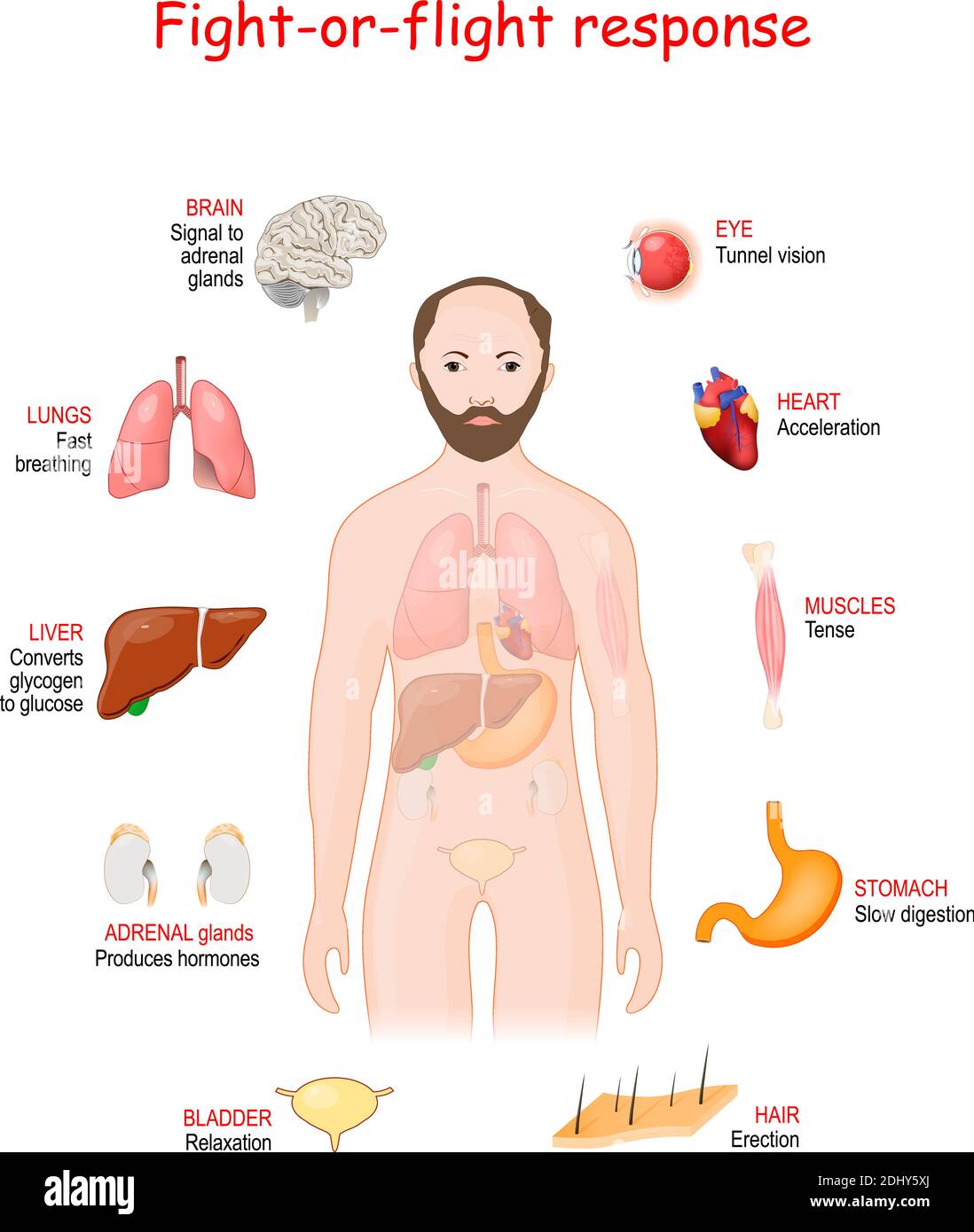 Reazione fisiologica che si verifica in risposta alla minaccia per la vita. Adrenalina e norepinefrina Illustrazione Vettoriale