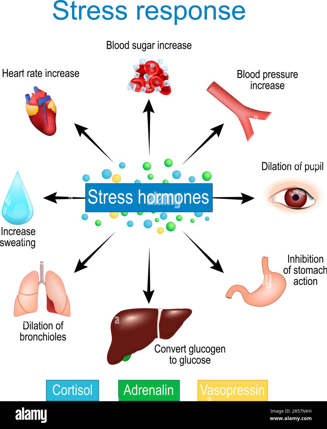 Risposta allo stress. Risposta di lotta o di volo. Adrenalina e secrezione di cortisolo. ormoni dello stress. Sistema nervoso simpatico. Illustrazione vettoriale Illustrazione Vettoriale