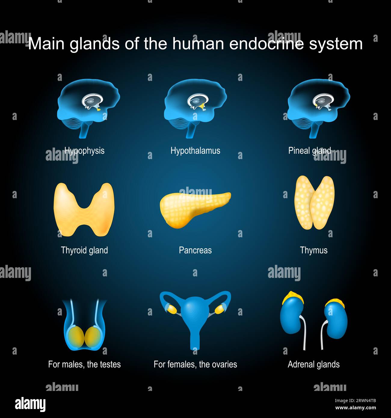 Ghiandole di un sistema endocrino umano. ipofisi, pineali, ghiandole surrenali, testicolo, ovaio, pancreas, tiroide e timo. Impostare le icone con effetto luminoso. Illustrazione Vettoriale