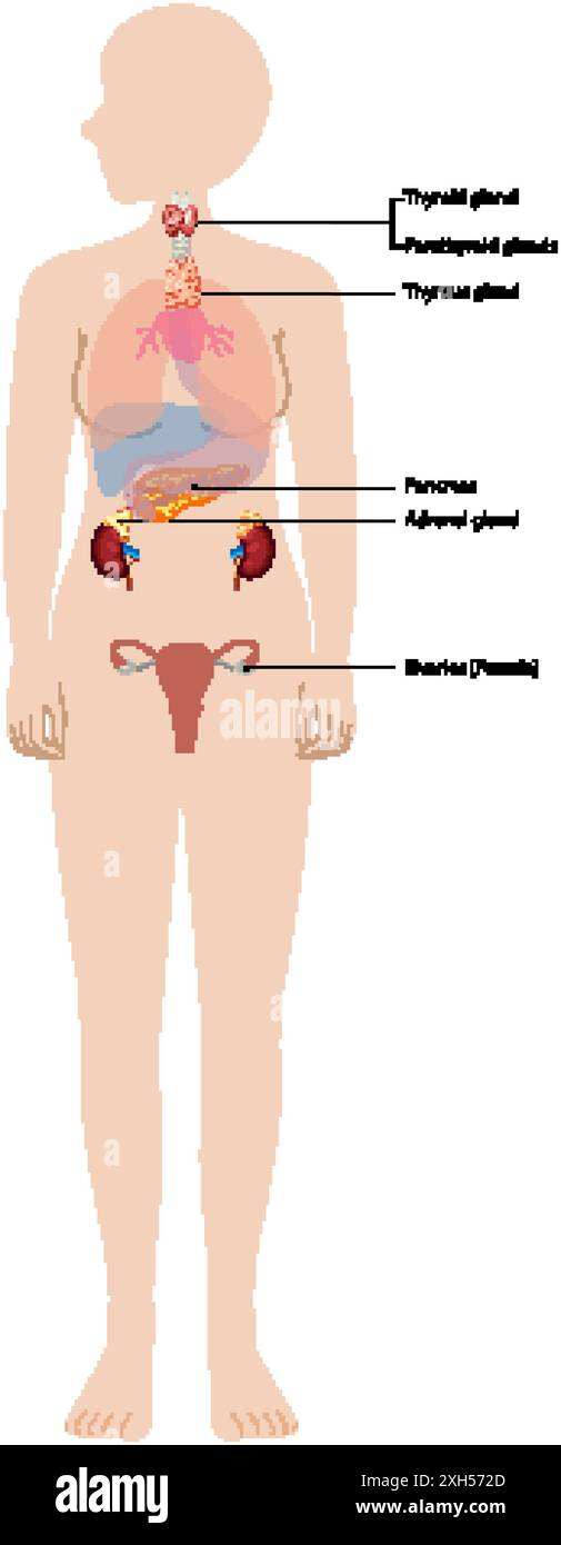 Illustrazione delle principali ghiandole endocrine nel corpo Illustrazione Vettoriale