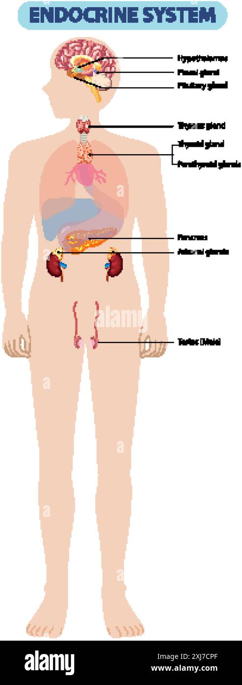 Illustrazione degli organi del sistema endocrino umano Illustrazione Vettoriale