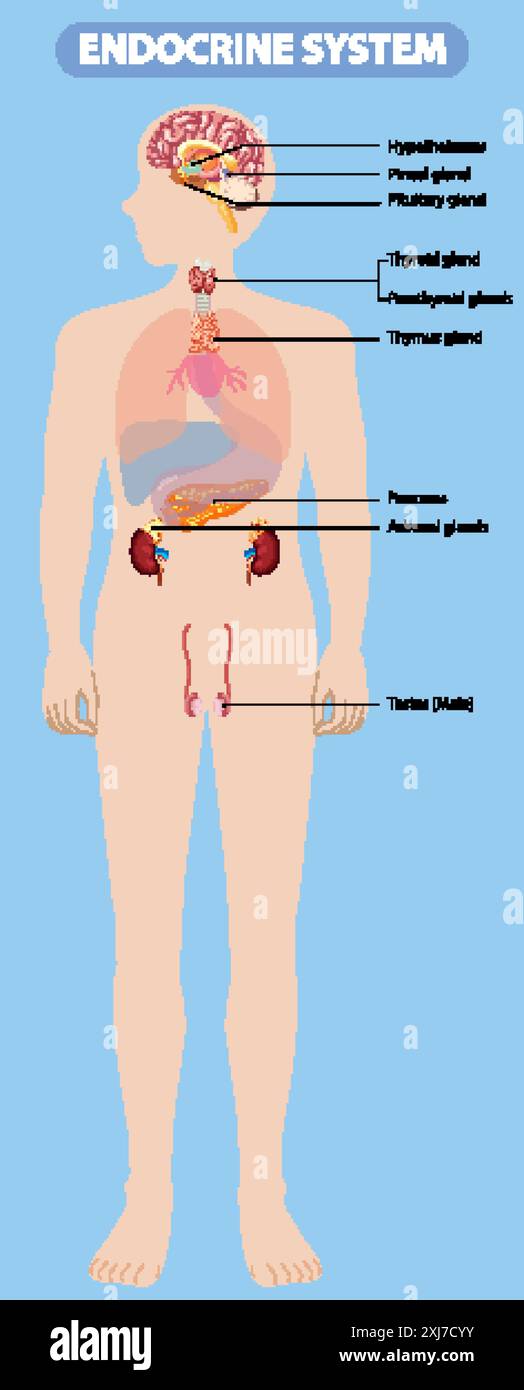 Illustrazione delle principali ghiandole endocrine nel corpo Illustrazione Vettoriale