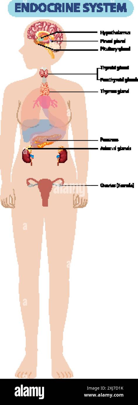 Illustrazione delle ghiandole endocrine nel corpo umano Illustrazione Vettoriale