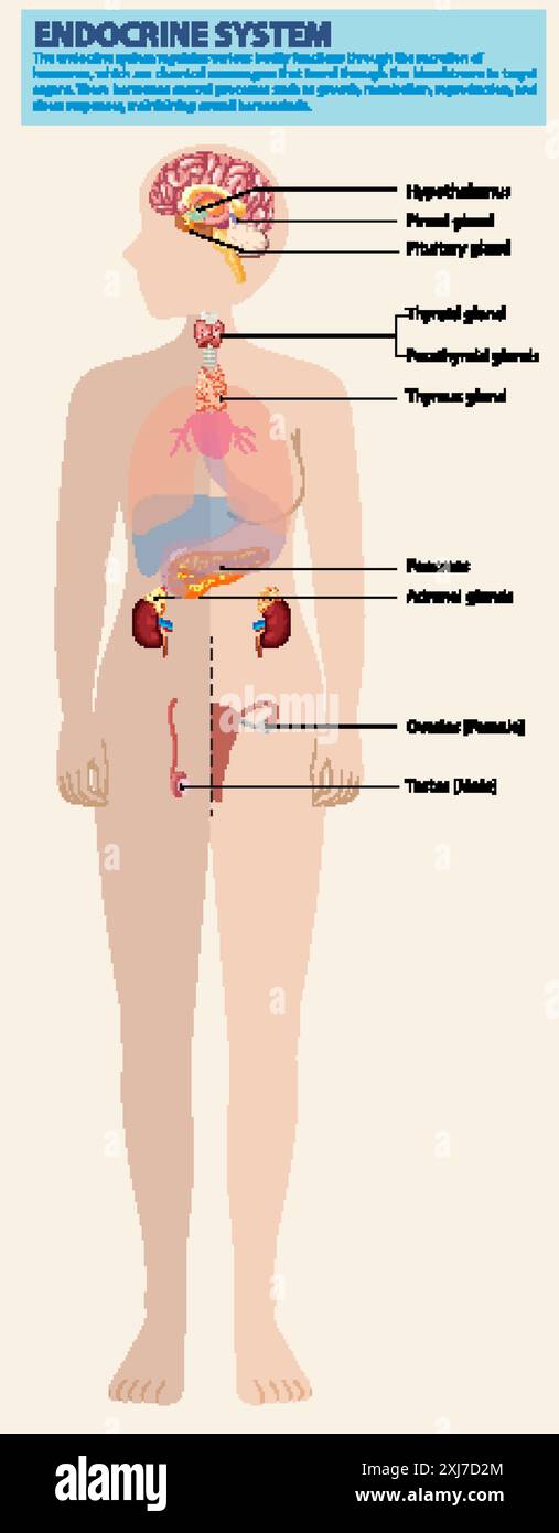 Illustrazione delle principali ghiandole endocrine nel corpo Illustrazione Vettoriale