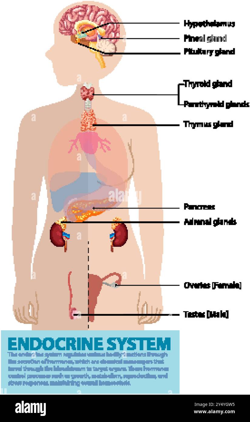 Illustrazione del sistema endocrino umano e delle ghiandole Illustrazione Vettoriale