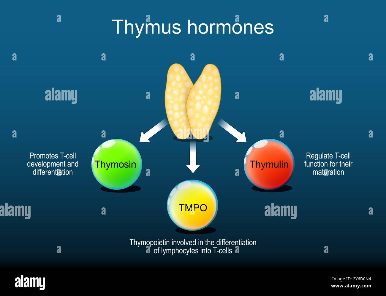 Ormoni del timo. Timo come parte di un sistema endocrino umano per la regolazione del sistema immunitario. Primo piano dell'organo linfoide. Thymosin promuove il sangue bianco Illustrazione Vettoriale